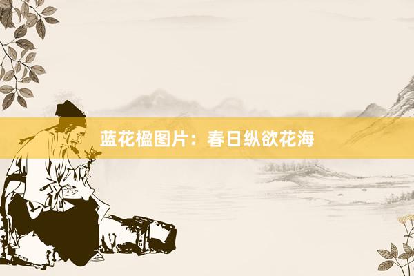 蓝花楹图片：春日纵欲花海