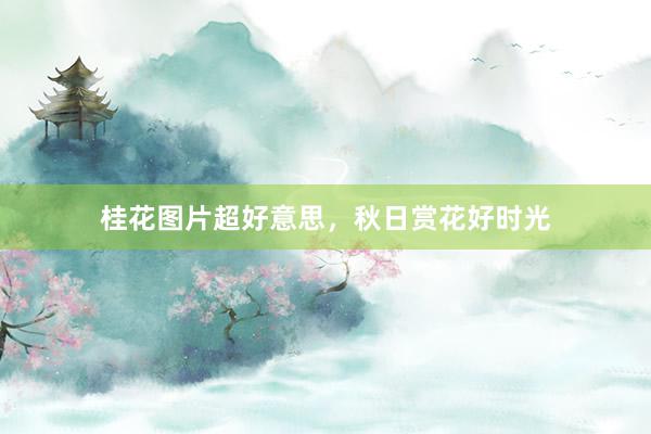 桂花图片超好意思，秋日赏花好时光